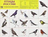 Птицы России. Плакат
