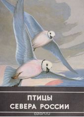 Птицы севера России