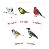 Птицы России (набор из 16 карточек)